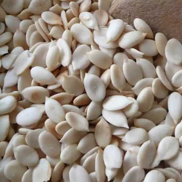 melon-seed_1569184932UXIEfq.jpeg